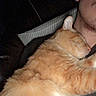 cat, orange_cat, sleeping, person, face, earring, glasses, couch, pillow, indoor, resting, pet, feline, fur, cozy, closeup, human, relaxing, comfort, animal