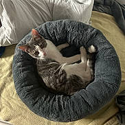 Rio M participe au concours pour gagner de l'argent avec cette photo : cat, gray_cat, white_cat, pet_bed, plush_bed, bedroom, blanket, yellow_blanket, pillows, gray_bed, wood_floor, resting_cat, indoor, cozy, feline, looking_up, domestic_cat, fur, animal, cute
