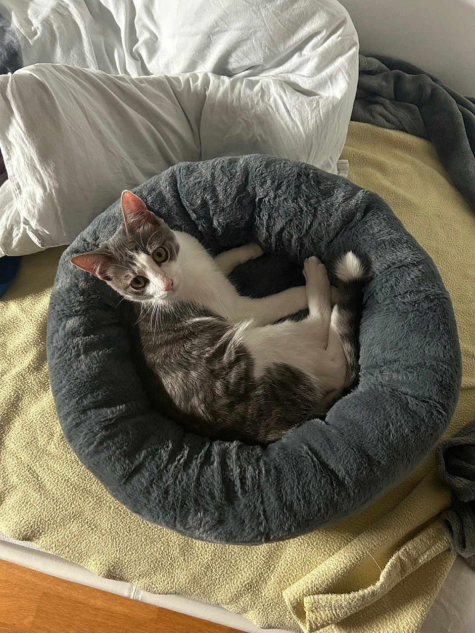 Rio M participe au concours pour gagner de l'argent avec cette photo : cat, gray_cat, white_cat, pet_bed, plush_bed, bedroom, blanket, yellow_blanket, pillows, gray_bed, wood_floor, resting_cat, indoor, cozy, feline, looking_up, domestic_cat, fur, animal, cute