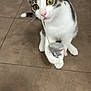 Rio M participe au concours pour gagner de l'argent avec cette photo : cat, kitten, toy_mouse, string, floor, tile, playful, curious, pet, animal, indoor, white, gray, ears, eyes, paw, pet_toy, domestic, young_cat, closeup