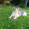 cat, gray_and_white_cat, grass, flowers, daisies, outdoor, garden, greenery, sunlight, relaxed, animal, pet, nature, leaf, plant, mammal, feline, lying_down, daylight, peaceful