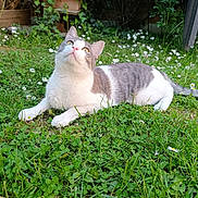 Rio participe au concours pour gagner de l'argent avec cette photo : cat, gray_and_white, grass, flowers, outdoor, nature, pet, animal, relaxed, greenery, whiskers, curious, sunlight, garden, plants, clover, daylight, fauna, mammal, lying_down