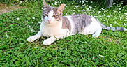 Rio participe au concours pour gagner de l'argent avec cette photo : cat, grass, flowers, daisies, outdoor, nature, pet, animal, relaxing, greenery, sunlight, garden, fur, whiskers, mammal, lying_down, peaceful, summer, closeup, cute