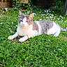 cat, grass, flowers, daisies, outdoor, nature, pet, animal, relaxing, greenery, sunlight, garden, fur, whiskers, mammal, lying_down, peaceful, summer, closeup, cute