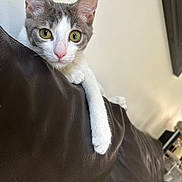 Rio a rejoint le concours — aidez-le/la à gagner de superbes lots ! cat, pet, curious, yellow_eyes, pink_nose, white_paw, gray_and_white_fur, leather_couch, indoor, feline, stretching_paw, close_up, animal, domestic_cat, looking, cute, relaxed, home, wall, furniture