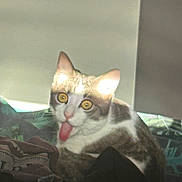 Rio a rejoint le concours — aidez-le/la à gagner de superbes lots ! animal, bed, blanket, cat, cute, domestic, ears, feline, funny, fur, indoor, light, mammal, pet, playful, resting, shadow, tongue_out, whiskers, yellow_eyes