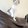 Rio participe au concours pour gagner de l'argent avec cette photo : cat, cozy, curious, cute, domestic_animal, furniture, gray_and_white_cat, green_pillow, home, indoor, leather_couch, living_room, looking_up, mirror, pet, relaxed, sitting, soft_light, wall, wide_eyes