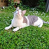 cat, animal, pet, outdoor, grass, flowers, garden, white, gray, fur, relaxed, nature, curious, laying_down, whiskers, daylight, greenery, cute, domestic_cat, ears