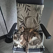 Nina Et Ninou participe au concours pour gagner de l'argent avec cette photo : cat, cats, chair, cushion, indoor, pet, feline, fur, relaxing, two_animals, gray_fur, white_paw, patterned_cushion, floor, wall, armrest, domestic_animal, resting, cozy, companion