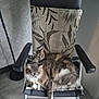 cat, cats, chair, cushion, indoor, pet, feline, fur, relaxing, two_animals, gray_fur, white_paw, patterned_cushion, floor, wall, armrest, domestic_animal, resting, cozy, companion