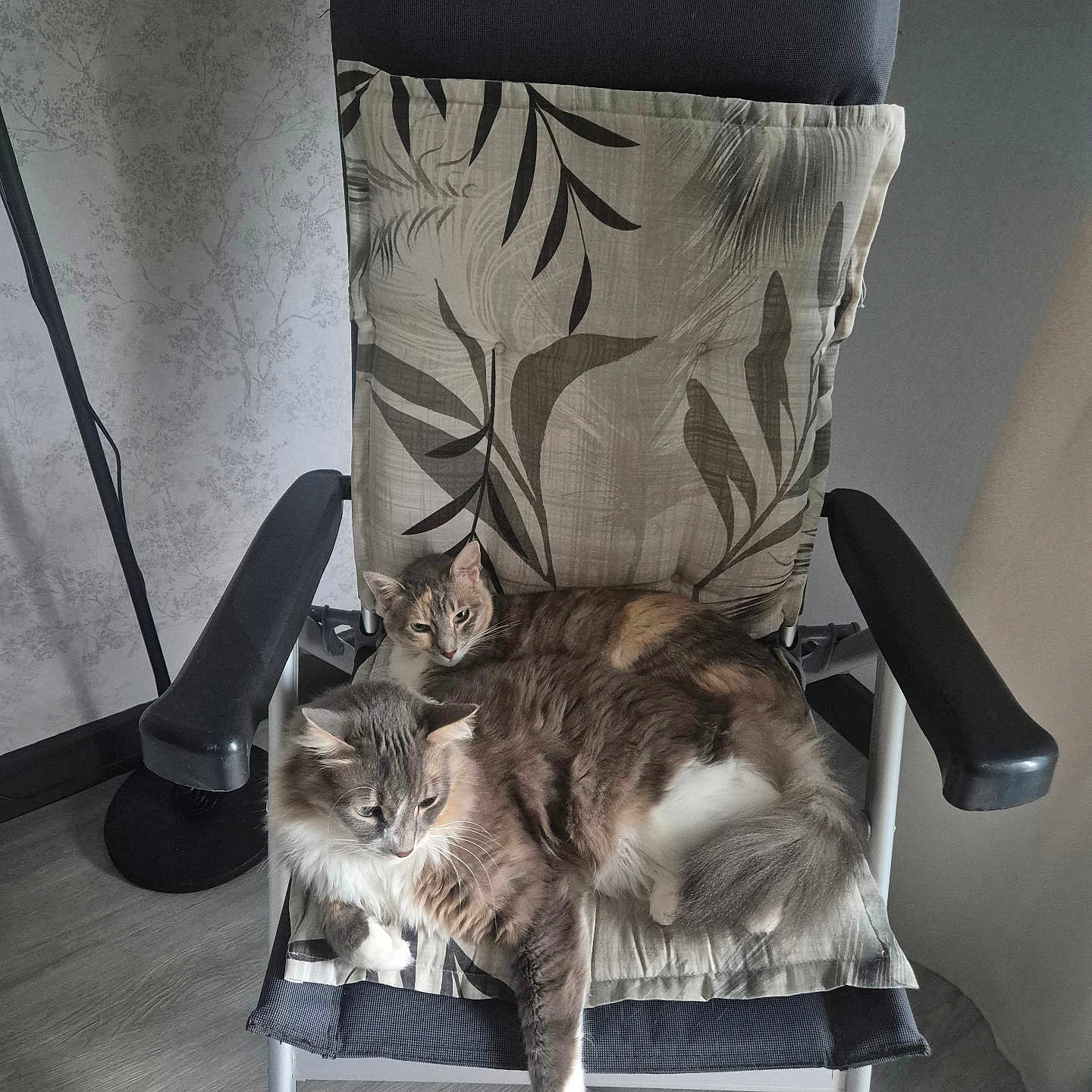 Nina Et Ninou participe au concours pour gagner de l'argent avec cette photo : armrest, cat, cats, chair, companion, cozy, cushion, domestic_animal, feline, floor, fur, gray_fur, indoor, patterned_cushion, pet, relaxing, resting, two_animals, wall, white_paw