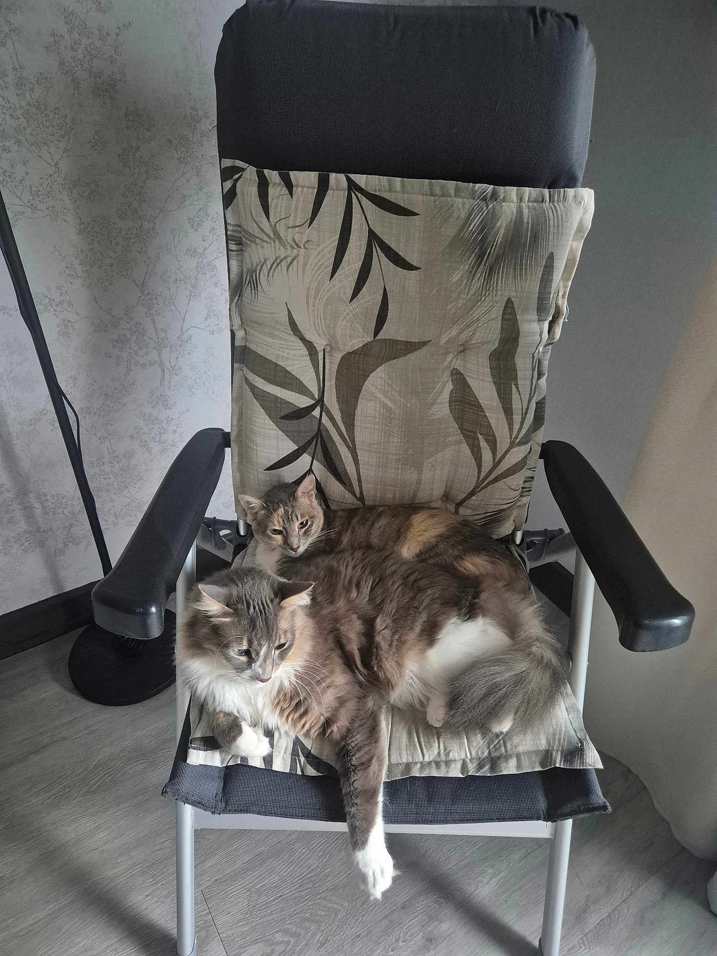 Nina Et Ninou participe au concours pour gagner de l'argent avec cette photo : cat, cats, chair, cushion, indoor, pet, feline, fur, relaxing, two_animals, gray_fur, white_paw, patterned_cushion, floor, wall, armrest, domestic_animal, resting, cozy, companion