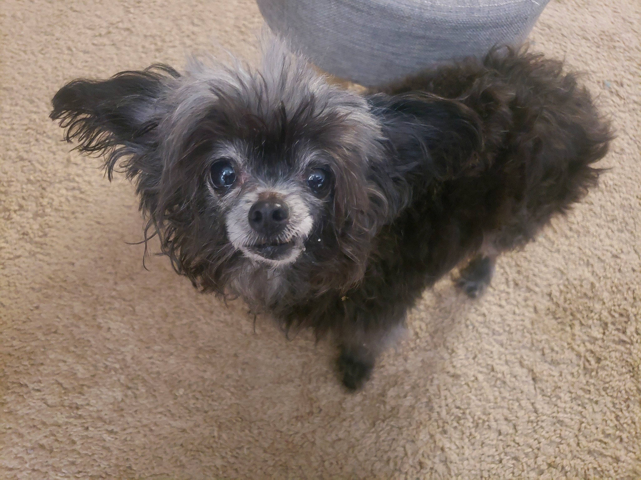 Cadence is registered to the contest to win money with this photo: beach, canidae, carnivore, companion_dog, dog, dog_breed, dog_supply, fur, liver, maltepoo, non_sporting_group, small_terrier, snout, soil, sporting_group, terrestrial_animal, toy_dog, working_animal