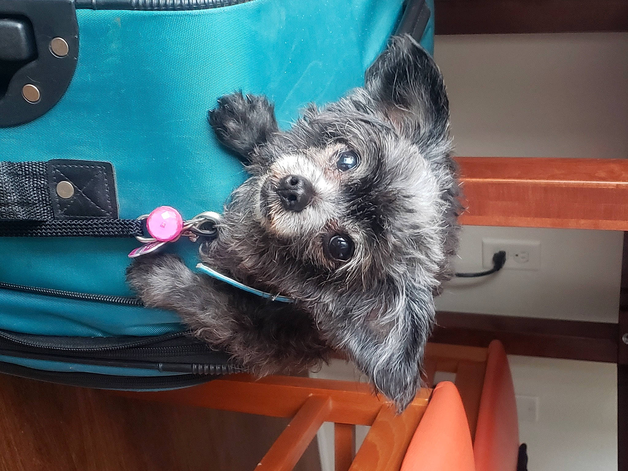 Cadence is registered to the contest to win money with this photo: bag, carnivore, chair, collar, companion_dog, dog, dog_breed, dog_supply, electric_blue, fashion_accessory, fawn, fur, luggage_and_bags, party_hat, pattern, snout, tail, toy_dog, whiskers, working_animal