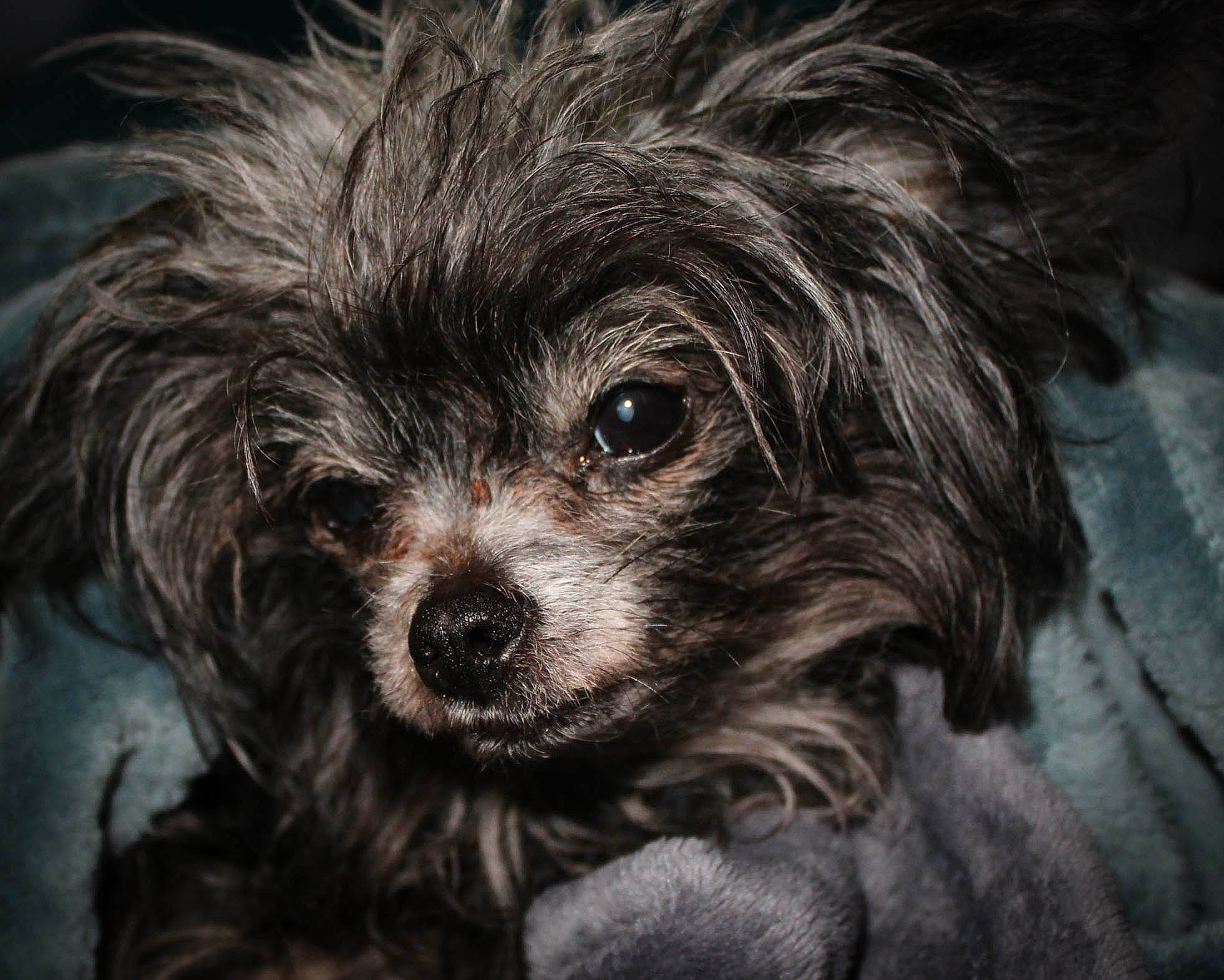 Cadence is registered to the contest to win money with this photo: biewer_terrier, canidae, carnivore, close_up, companion_dog, darkness, dog, dog_breed, fur, liver, maltepoo, non_sporting_group, shih_poo, small_terrier, snout, sporting_group, terrier, toy_dog, water_dog, whiskers