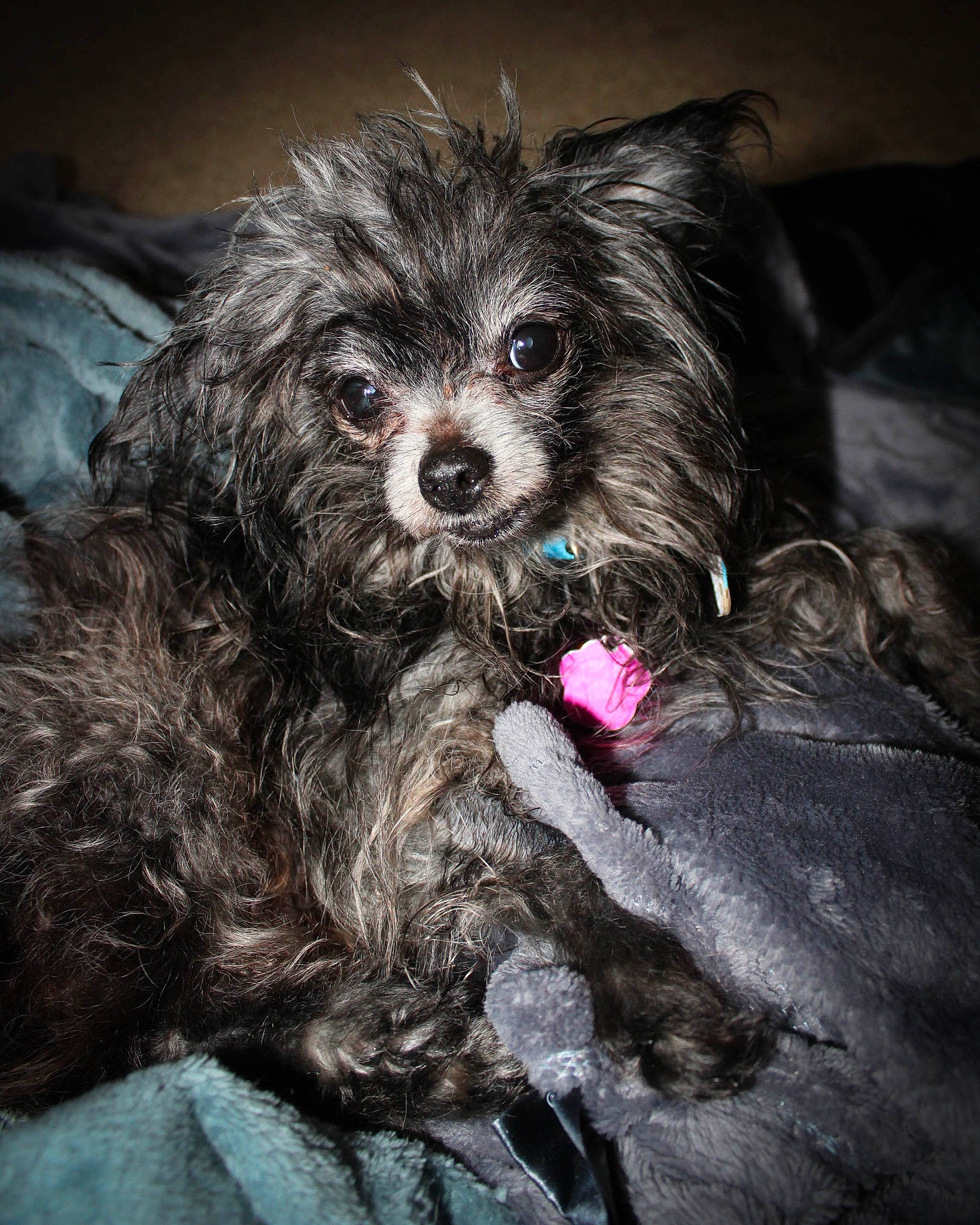 Cadence joined the competition — help win amazing prizes! canidae, carnivore, companion_dog, darkness, dog, dog_breed, dog_supply, ear, eye, fur, grey, iris, liver, small_terrier, snout, sporting_group, terrier, toy_dog, whiskers, working_animal