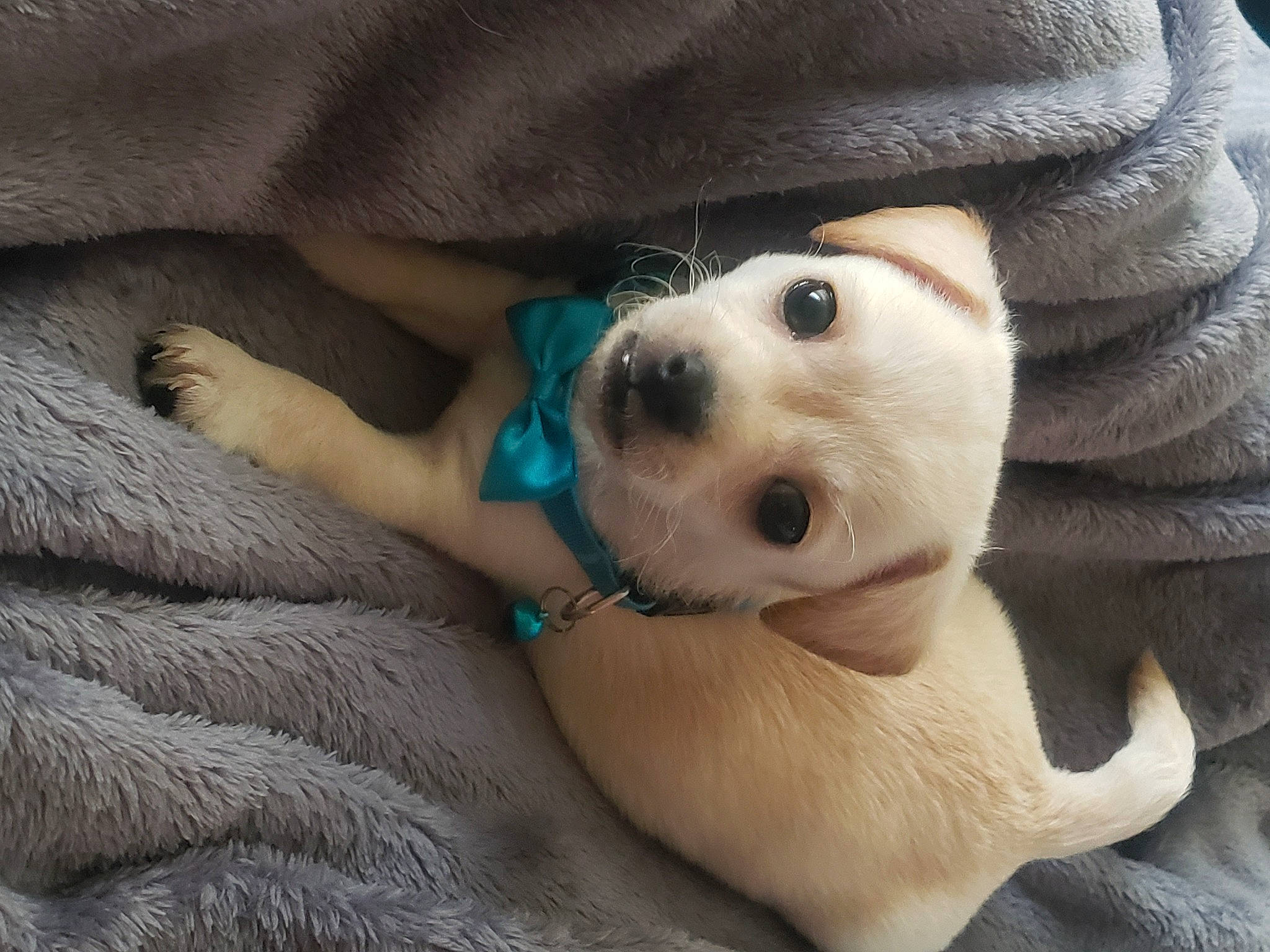 Koda joined the competition — help win amazing prizes! canidae, carnivore, comfort, companion_dog, dog, dog_breed, dog_clothes, dog_supply, eye, eyelash, fawn, fur, puppy_love, selfie, smile, snout, sporting_group, sunglasses, whiskers, working_animal