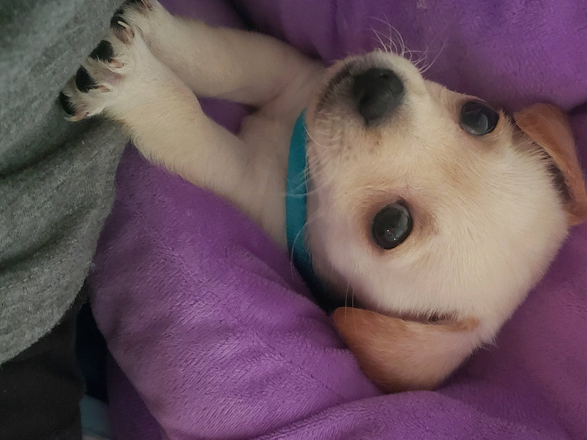 Koda is registered to the contest to win money with this photo: canidae, carnivore, comfort, companion_dog, dog, dog_breed, ear, eyelash, fawn, fur, head, iris, puppy_love, selfie, snout, sporting_group, toy, toy_dog, watch, whiskers