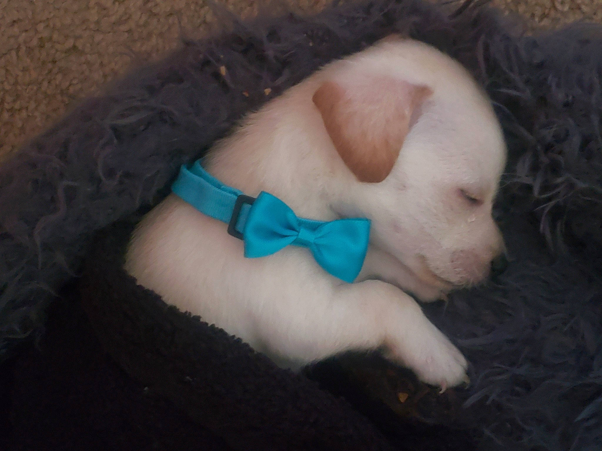 Koda is registered to the contest to win money with this photo: canidae, carnivore, companion_dog, dog, dog_breed, dog_clothes, dog_collar, dog_supply, electric_blue, fashion_accessory, fawn, fur, grass, plush, snout, sporting_group, stuffed_toy, tail, toy, wrist