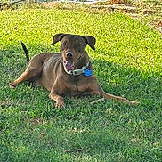 Henry is registered to the contest to win money with this photo: dog, brown_dog, grass, lawn, outdoor, pet, canine, sunlight, happy, collar, tag, nature, relaxing, animal, water, garden, playful, summer, daytime, friendly