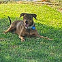 dog, brown_dog, grass, lawn, outdoor, pet, canine, sunlight, happy, collar, tag, nature, relaxing, animal, water, garden, playful, summer, daytime, friendly