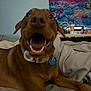 Henry is registered to the contest to win money with this photo: dog, bed, indoor, collar, happy, teeth, mouth_open, brown_dog, fabric, pillow, tapestry, wall, furniture, relaxing, pet, animal, smiling, closeup, room, blanket