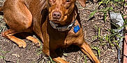 Henry is registered to the contest to win money with this photo: dog, brown_dog, pet, outdoor, garden, sunlight, grass, soil, fence, collar, tag, relaxed, lying_down, animal, canine, daylight, brick_border, nature, sunny, closeup