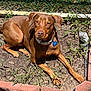dog, brown_dog, pet, outdoor, garden, sunlight, grass, soil, fence, collar, tag, relaxed, lying_down, animal, canine, daylight, brick_border, nature, sunny, closeup