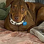 Henry is registered to the contest to win money with this photo: dog, brown_dog, collar, blanket, bed, indoor, pet, canine, resting, fur, ears, nosed, comfort, cozy, pillow, sleepy, animal, cute, domestic_animal, relaxed