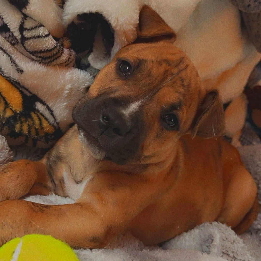 Jax