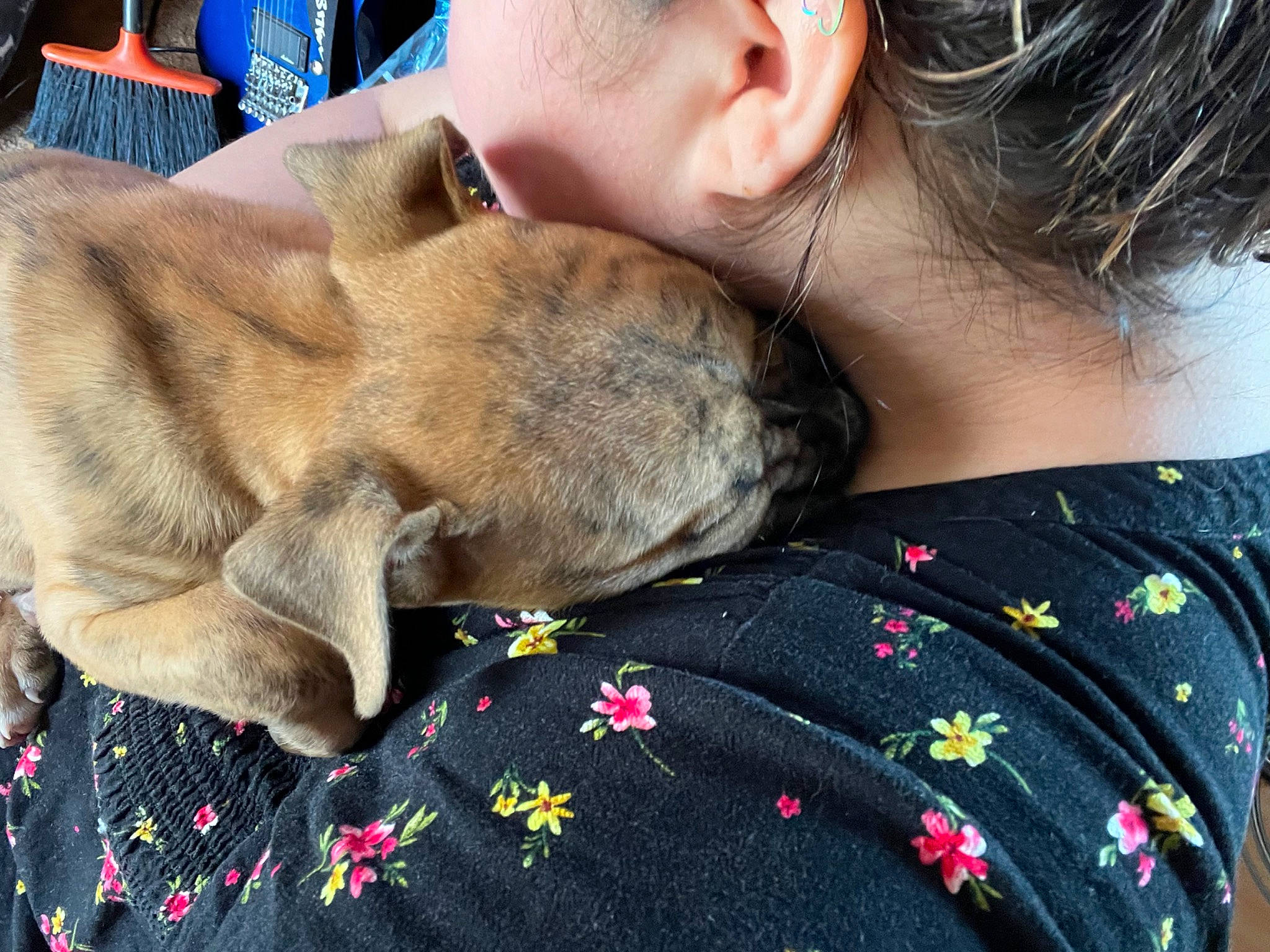 Jack is registered to the contest to win money with this photo: canidae, carnivore, collar, comfort, companion_dog, dog, dog_breed, dog_collar, ear, eyewear, fawn, fur, gesture, goggles, happy, kiss, pattern, sporting_group, sunglasses, wrinkle