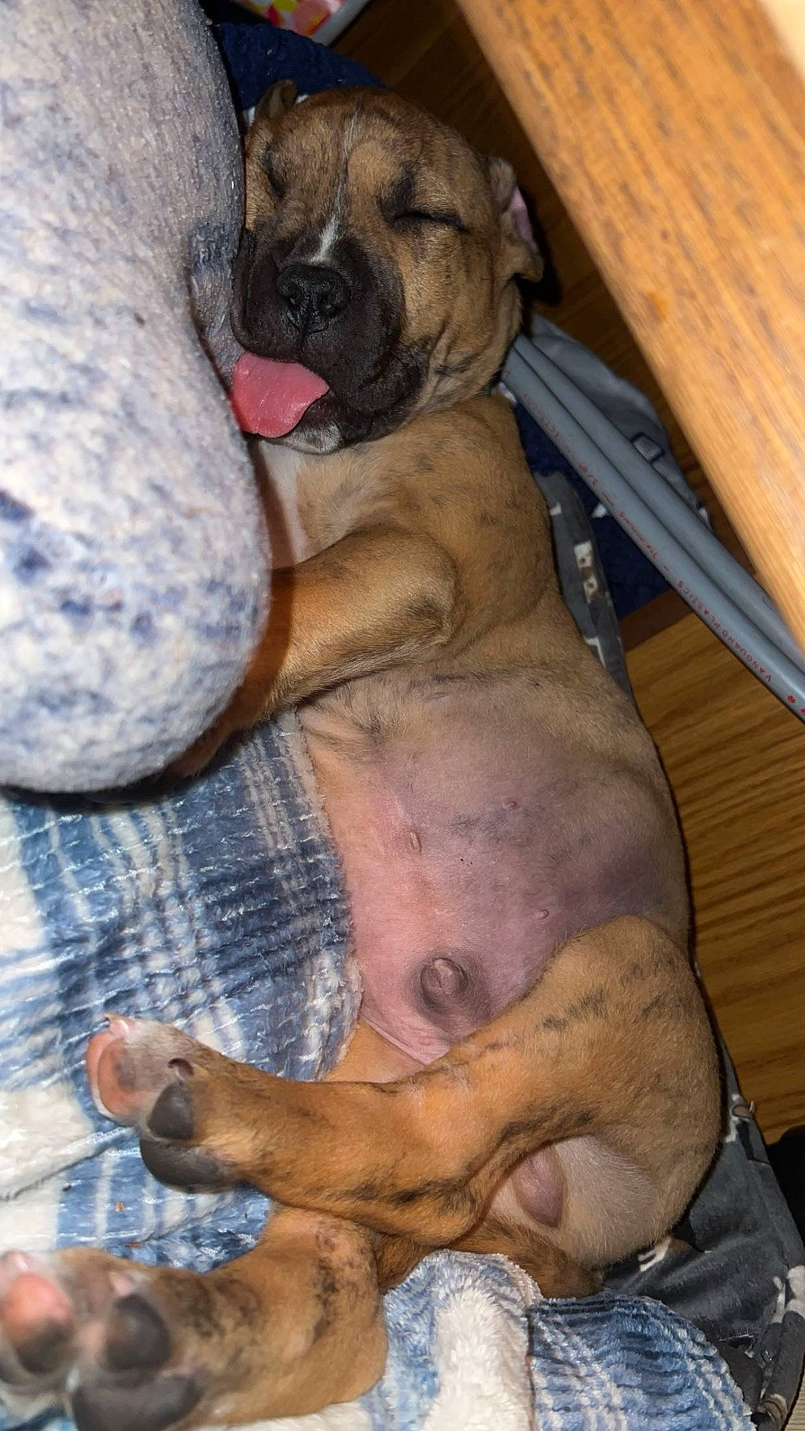 Jack is registered to the contest to win money with this photo: carnivore, chest, collar, companion_dog, dog, dog_breed, dog_collar, fawn, guard_dog, human_leg, molosser, paw, shar_pei, snout, sporting_group, terrestrial_animal, toy_dog, wood, working_animal, wrinkle