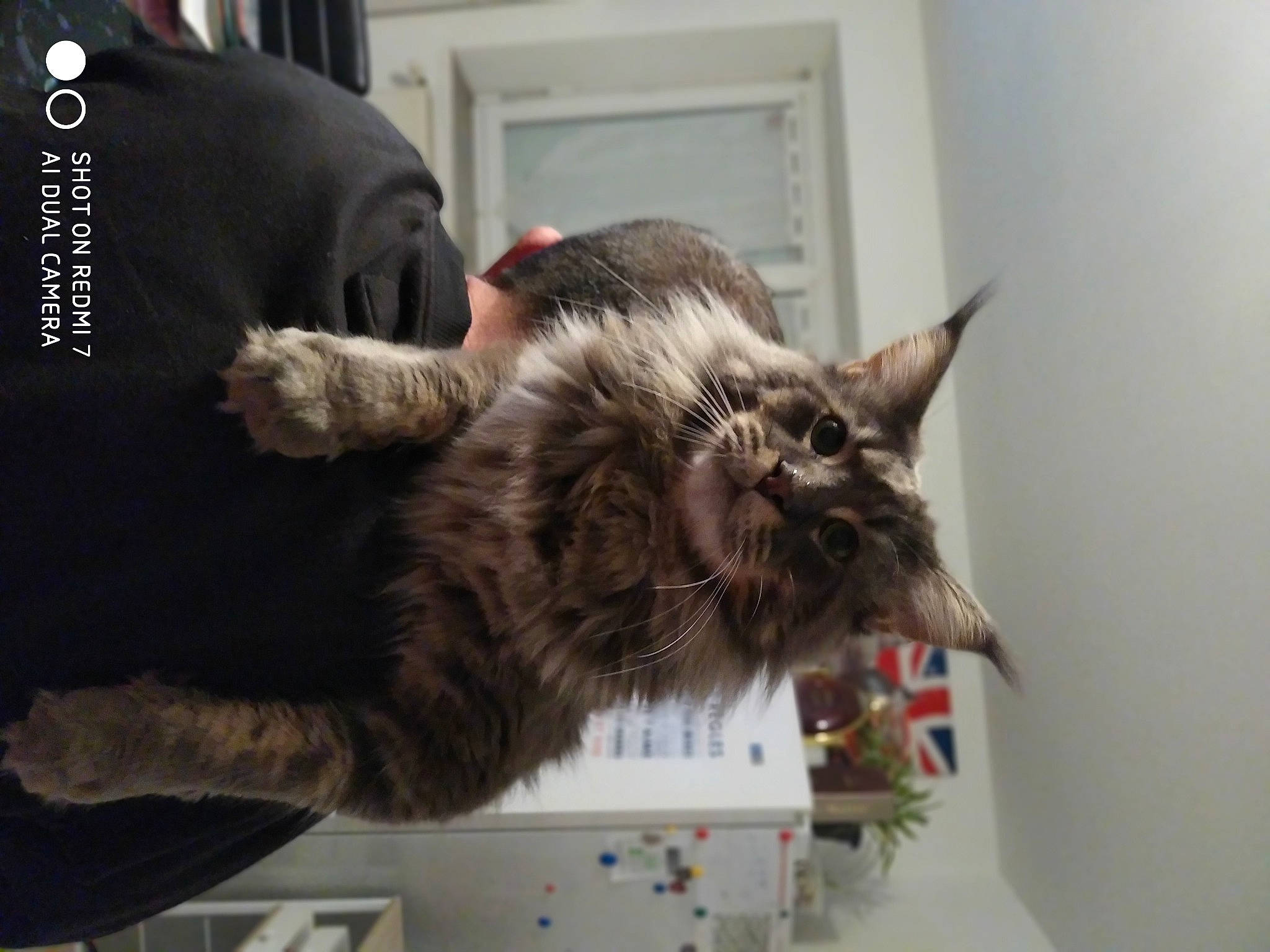 Sunny participe au concours pour gagner de l'argent avec cette photo : carnivore, cat, claw, comfort, domestic_short_haired_cat, ear, felidae, fur, gesture, paw, small_to_medium_sized_cats, snout, tail, whiskers, window