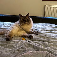 Kaspurr is registered to the contest to win money with this photo: cat, fluffy, bed, blanket, toy, yellow, gray, cozy, indoor, feline, pet, resting, window, radiator, wooden_frame, fur, animal, relaxed, looking, domestic