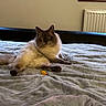 cat, fluffy, bed, blanket, toy, yellow, gray, cozy, indoor, feline, pet, resting, window, radiator, wooden_frame, fur, animal, relaxed, looking, domestic