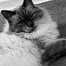 Kaspurr joined the competition — help win amazing prizes! cat, fluffy, fur, carpet, relaxed, pet, animal, indoor, closeup, whiskers, ears, face, portrait, sleepy, cute, feline, black_and_white, soft, cozy, resting