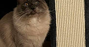 Kaspurr is registered to the contest to win money with this photo: cat, fluffy, scratching_post, indoor, pet, animal, feline, brown, curious, sitting, carpet, whiskers, ears, closeup, cute, domestic, furry, eyes, portrait, quiet