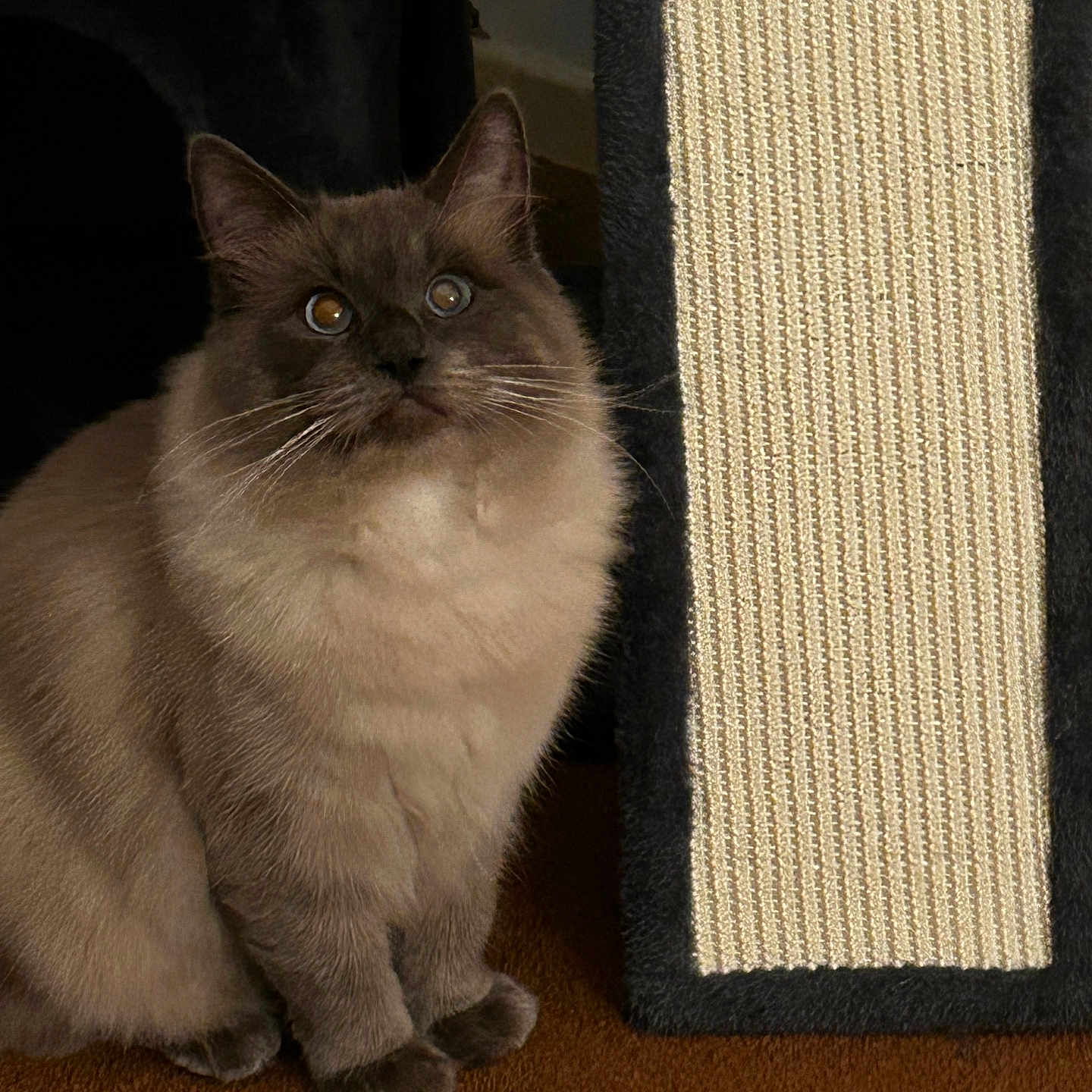 Kaspurr
