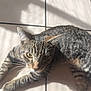 cat, tabby, pet, animal, feline, striped, whiskers, ears, floor, tile, sunlight, shadow, indoor, relaxed, laying, closeup, curious, mammal, cute, domestic
