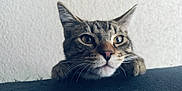 Angel is registered to the contest to win money with this photo: cat, tabby, whiskers, ears, feline, pet, curious, closeup, face, animal, indoor, fur, cute, portrait, looking, resting, paw, texture, background, eyes