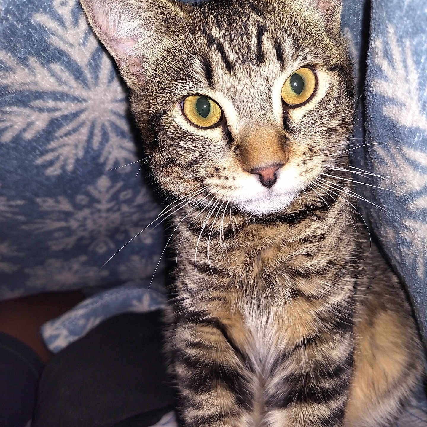 Angel joined the competition — help win amazing prizes! animal, blanket, cat, closeup, cozy, curious, cute, domestic, feline, fur, indoor, kitten, pattern, pet, sitting, snowflake, tabby, whiskers, yellow_eyes, young
