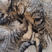 Angel is registered to the contest to win money with this photo: cat, kitten, sleeping, tabby, feline, pets, animal, cute, cozy, snuggling, fur, whiskers, bed, blanket, domestic, two, young, resting, soft, friendship