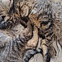 cat, kitten, sleeping, tabby, feline, pets, animal, cute, cozy, snuggling, fur, whiskers, bed, blanket, domestic, two, young, resting, soft, friendship