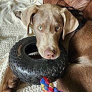 Finley is registered to the contest to win money with this photo: animal, blanket, brown_fur, closeup, couch, cute, dog, domestic_animal, indoor, leisure, looking_at_camera, paw, pet, pet_accessory, playful, puppy, resting, rope_toy, rubber_tire, toy