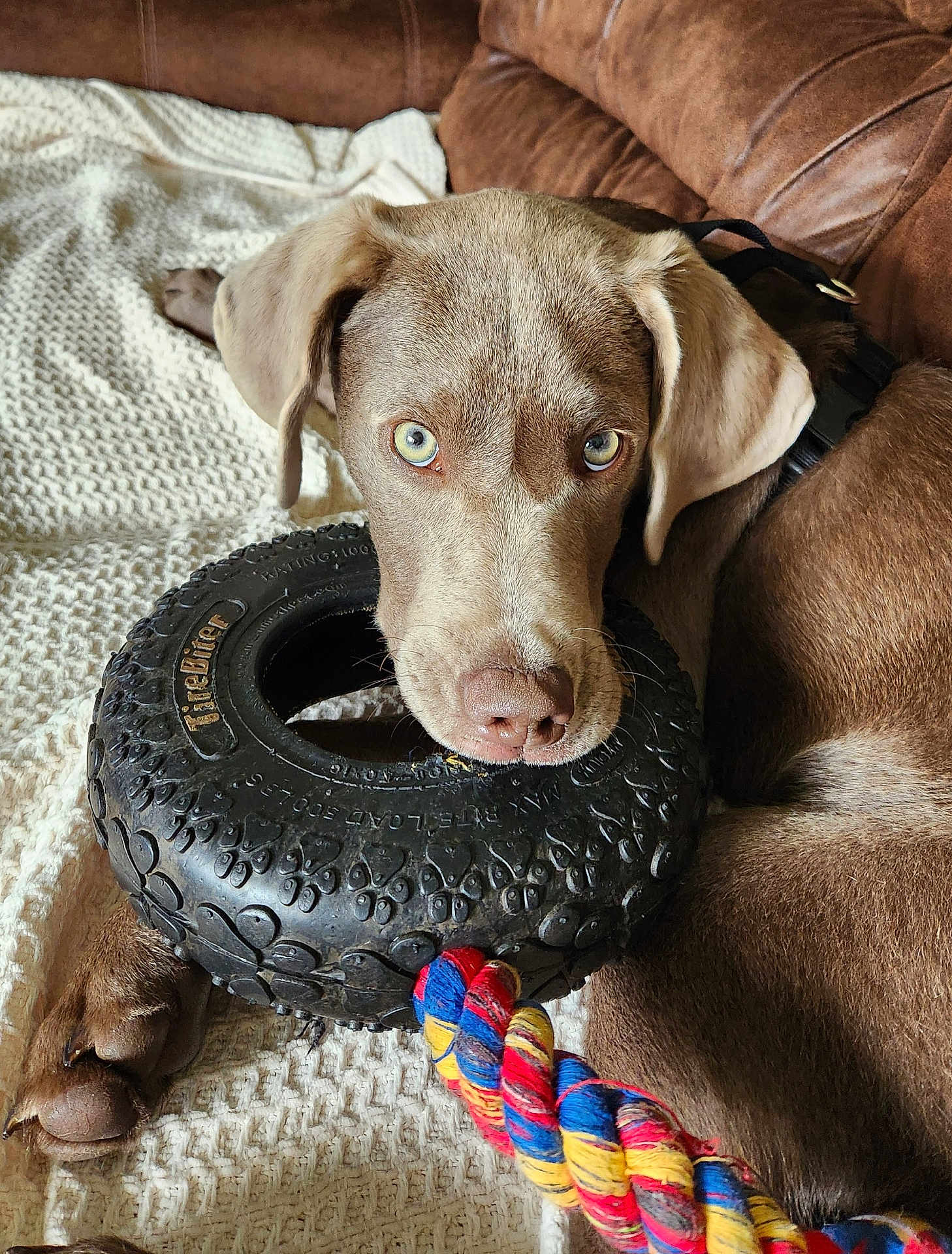 Finley