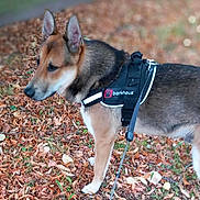 Vasco a rejoint le concours — aidez-le/la à gagner de superbes lots ! dog, german_shepherd, harness, leaves, autumn, outdoor, pet, canine, standing, nature, fall, fur, animal, walk, leash, brown, black, white, side_view, park