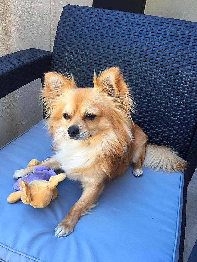 Paco a rejoint le concours — aidez-le/la à gagner de superbes lots ! bed, canidae, carnivore, chihuahua, companion_dog, dog, dog_breed, fawn, german_spitz, german_spitz_klein, german_spitz_mittel, mammal, non_sporting_group, pomeranian, puppy, spitz, tibetan_spaniel, toy_dog, vertebrate, volpino_italiano