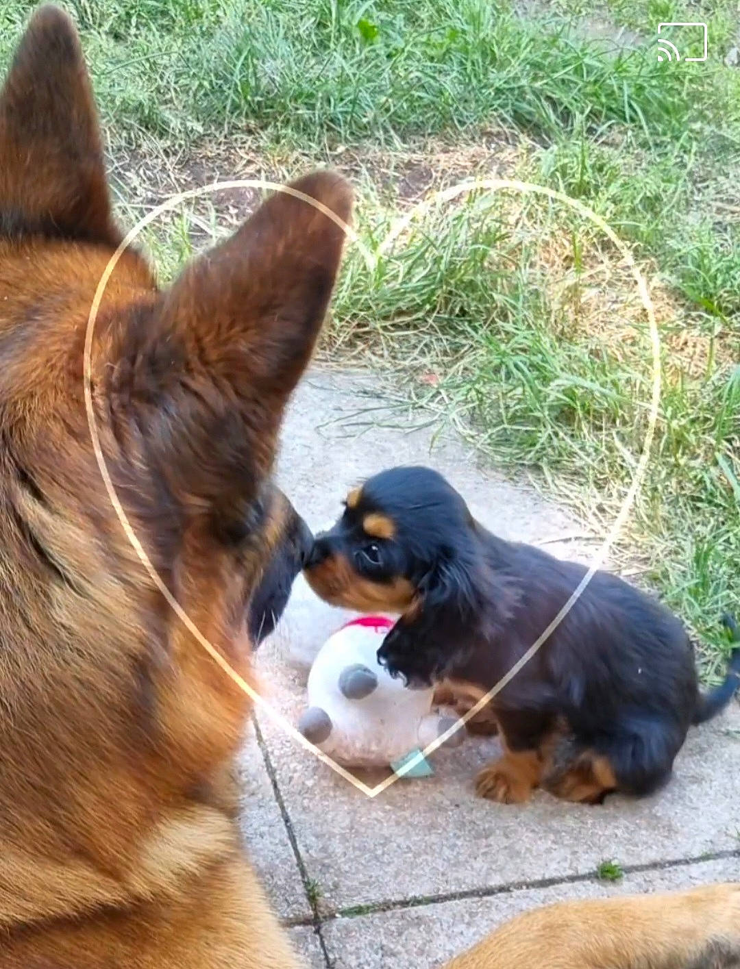 Nalia a rejoint le concours — aidez-le/la à gagner de superbes lots ! canidae, carnivore, collar, companion_dog, dog, dog_breed, fawn, fur, grass, herding_dog, king_charles_spaniel, paw, plant, snout, sporting_group, tail, terrestrial_animal, whiskers, wildlife, working_dog