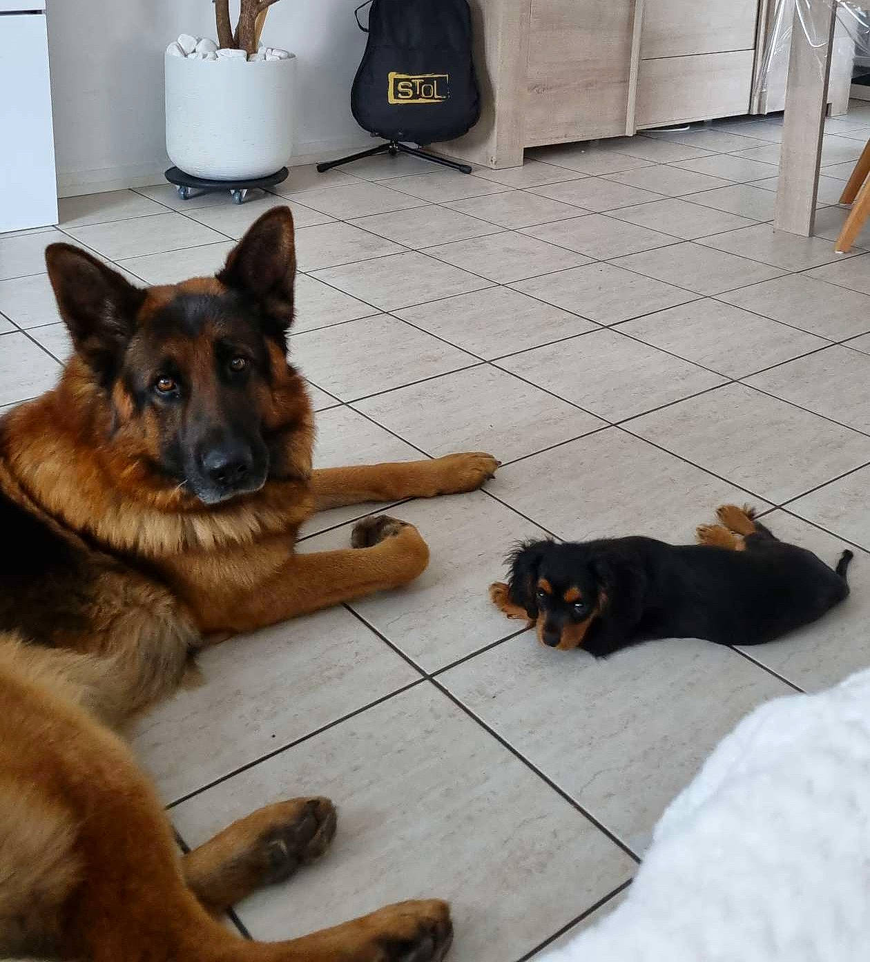 Nalia a rejoint le concours — aidez-le/la à gagner de superbes lots ! canidae, carnivore, comfort, companion_dog, dog, dog_breed, east_european_shepherd, fawn, floor, flooring, flowerpot, fur, german_shepherd_dog, hardwood, herding_dog, king_shepherd, paw, snout, sporting_group, wood