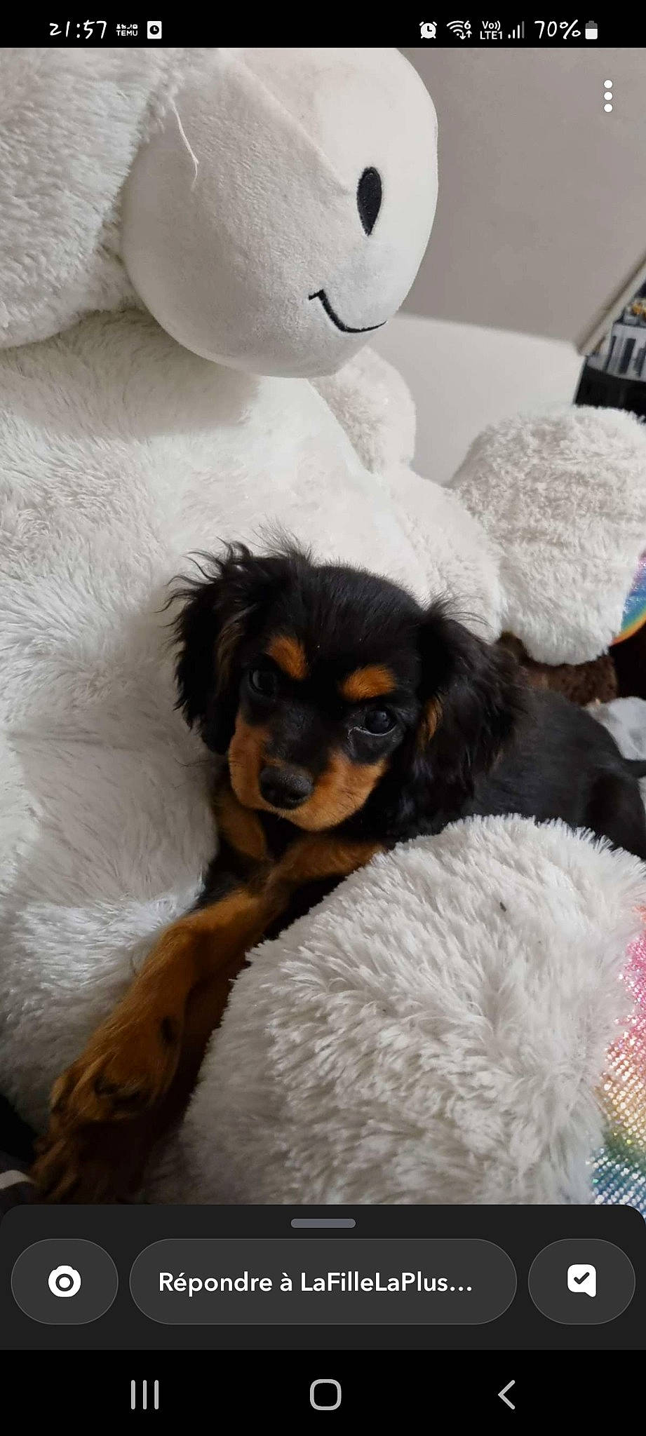 Nalia a rejoint le concours — aidez-le/la à gagner de superbes lots ! bed, bored, canidae, carnivore, comfort, companion_dog, dog, dog_breed, door, fur, linens, sporting_group, toy_dog, white, working_animal, working_dog